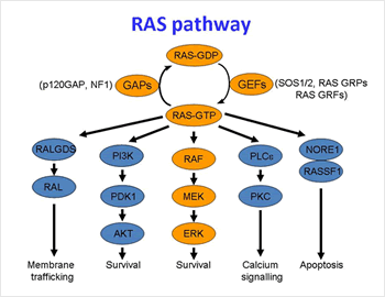 RAS pathway
