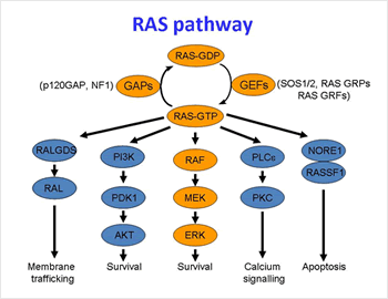 What Is The RAS MAPK Pathway What Is The RAS MAPK Pathway