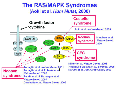 The RAS/MAPK Syndromes