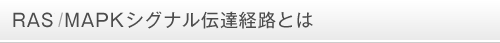 RAS/MAPKシグナル伝達経路とは